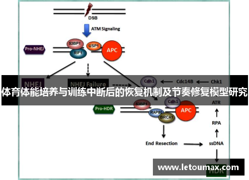体育体能培养与训练中断后的恢复机制及节奏修复模型研究